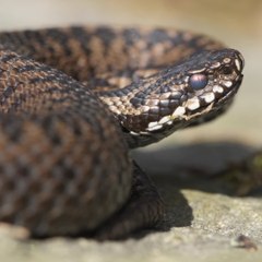 Environnement : quels sont les animaux les plus dangereux de France ? - carré