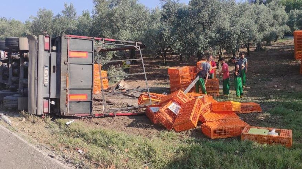 Bursa'da TIR devrildi; yüzlerce tavuk öldü