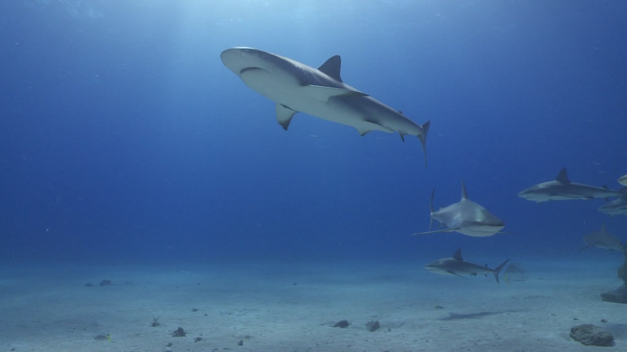 Un enfant de 10 ans attaqué par un requin en pleine mer, une partie de sa jambe amputée