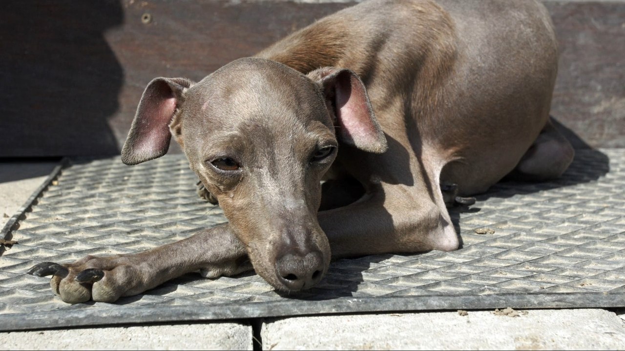 Menschen stecken Hund mit Affenpocken an
