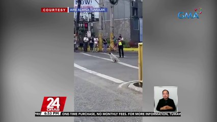Asong tila nagmamando ng trapiko sa kalsada, kinagiliwan ng netizens | 24 Oras