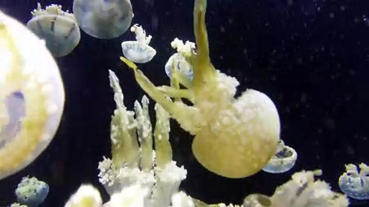 Sea Creatures #5