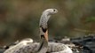 Terrible, the world's largest and most venomous snake - king Cobra