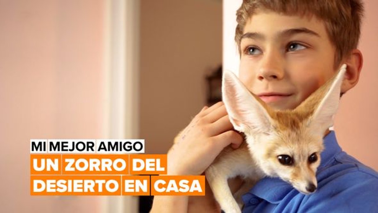 Mi mejor amigo: un zorro del desierto en casa