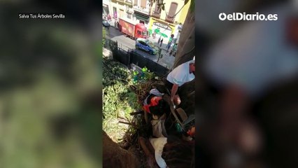 Subidos al árbol y encadenados a la verja: resistencia ciudadana para frenar la tala del ficus centenario en Sevilla