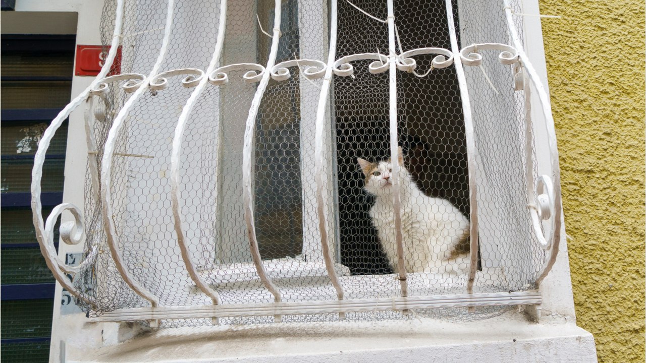 Cat owners’ relief as full lockdown banning cats from going outdoors is lifted