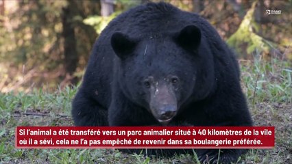 Un ours voleur s’évade d’un parc animalier pour revenir piquer des biscuits dans sa boulangerie préférée !