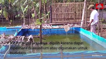 Jenis Ikan Nila dan keunggulannya