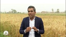 مع بداية موسم حصاد القمح.. كم سيبلغ إجمالي الإنتاج في مصر؟