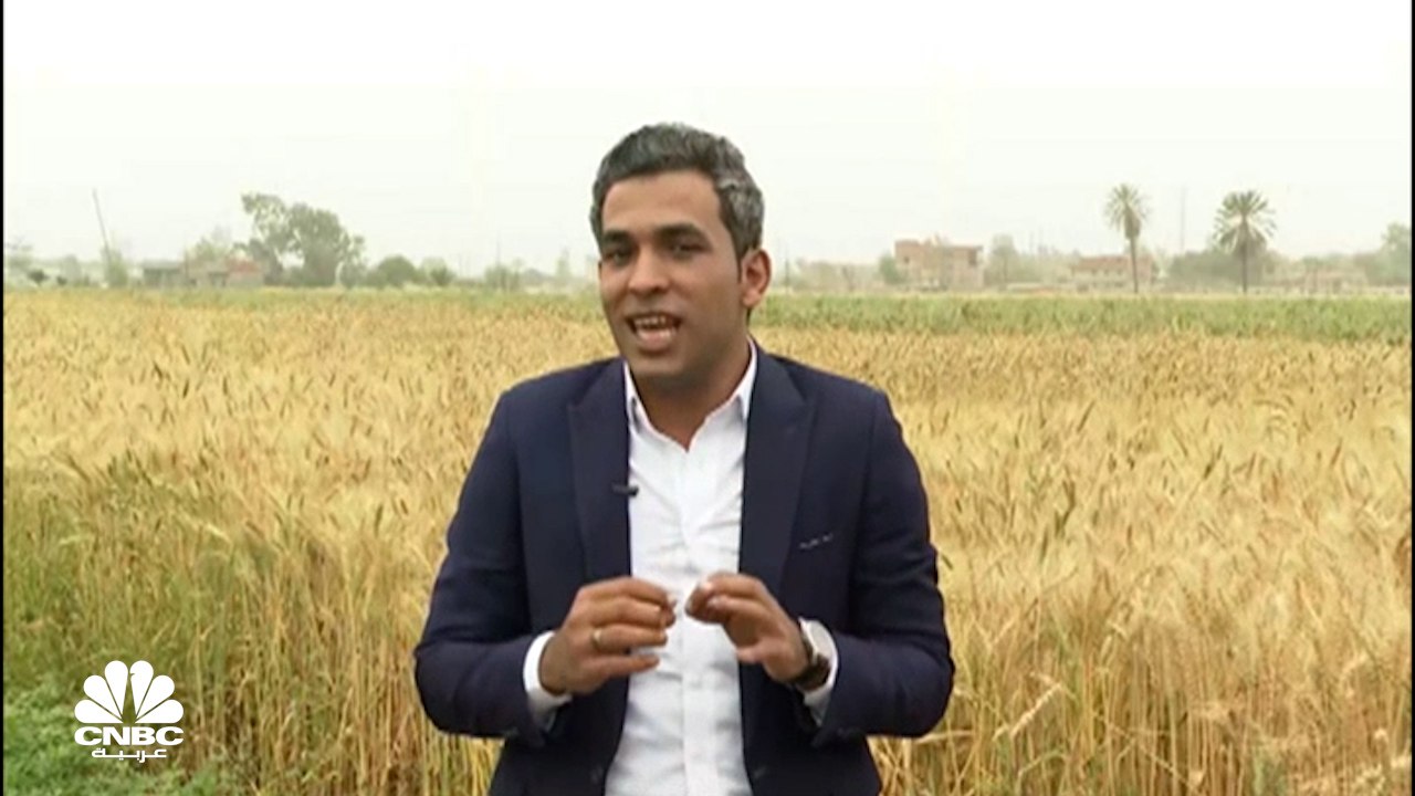 مع بداية موسم حصاد القمح.. كم سيبلغ إجمالي الإن...