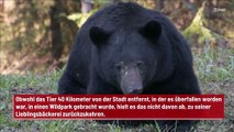 Diebischer Bär entkommt aus dem Tierpark, um Kekse aus seiner Lieblingsbäckerei zu klauen