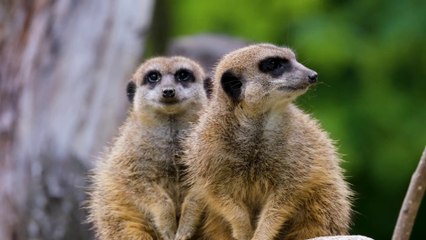 MeerKat  Mob Rule | World's Deadliest