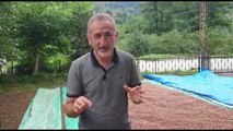 Mustafa Adıgüzel: Bu, Erdoğan'ın Açıkladığı Son Fındık Fiyatı Olacak