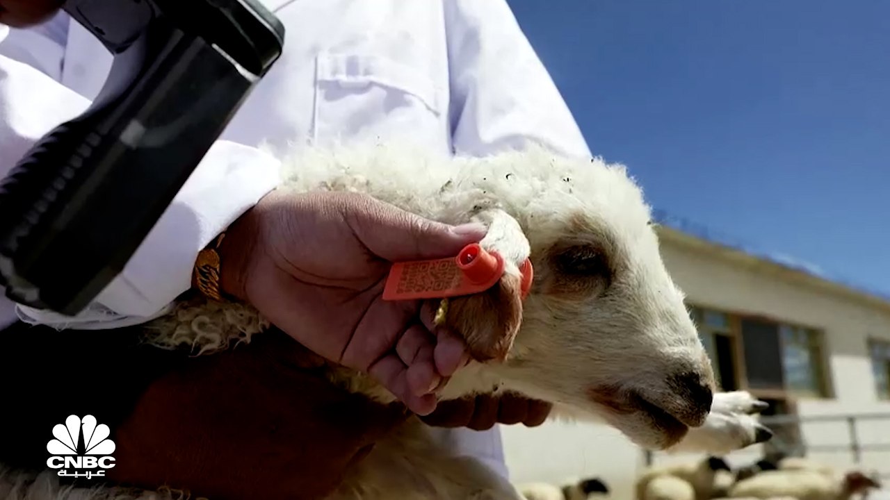 التكنولوجيا الرقمية تدخل عالم تربية الأغنام في الصين من بابها الواسع!
