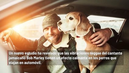 Los perros disfrutan de la música de Bob Marley
