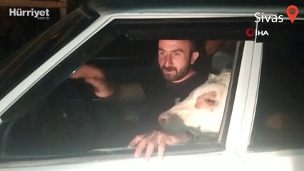 Bunalıma giren buzağısını arabasına bindirip tur attırdı