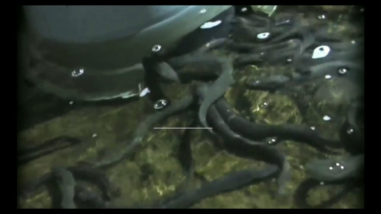 Tips and How to Make Eel Fillets