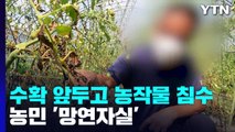 수확 앞두고 농작물 침수...농민 '망연자실' / YTN