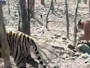 अभी कई बाघ कर सकते हैं परदेस का रुख