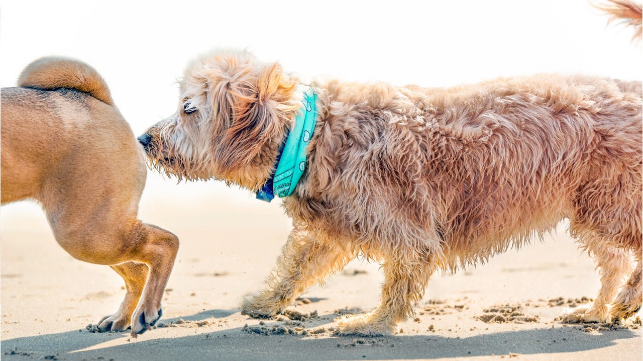 Surprising truth behind your dogs’ butt-sniffing habit. It will make you believe your pooch is a super-dog