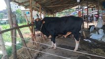 How much is cow price in Bangladesh?