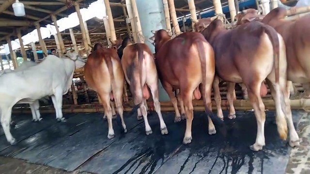 qurbani cow price 2022, gabtoli gorur haat 2022 price,pagla goru 2022