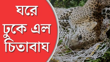 Leopard: সন্ধ্যায় ঘরে ঢুকে এল চিতাবাঘ, মুখে রক্তের দাগ, হুলস্থুল কাণ্ড জলপাইগুড়িতে