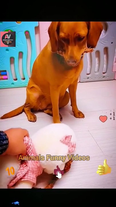 Funny Animals Videos _ Funny Dogies Videos _ Animal Fanny Videos #shorts #animals #viral #video