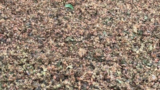 Trabzon haberi... CHP Trabzon Milletvekili Ahmet Kaya: Fındığa İyi Fiyat Verdik Diye Bu Milleti Aldatmaya Çalıştılar