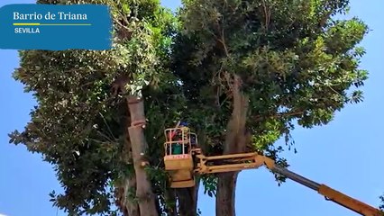 Imágenes de la tala de ficus en Sevilla
