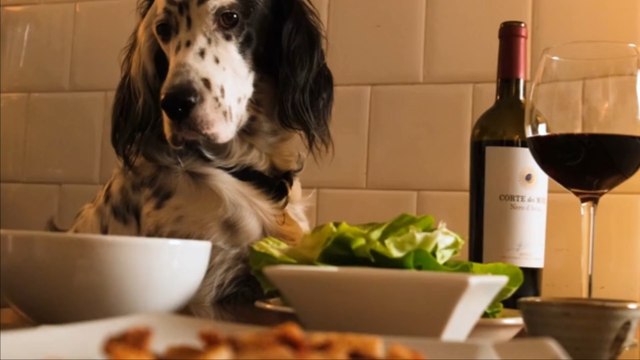Quels aliments pour humains pouvez-vous donner à votre chiot ?