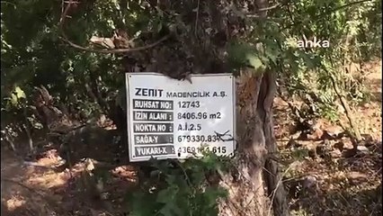 KÜTAHYA'DA ALTIN MADENİ İÇİN YÜZLERCE AĞACI KESTİLER