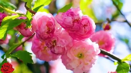 Peaceful Piano Music & Guitar Music |Beautiful Relaxing Music|2022