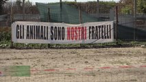 Roma, peste suina: la battaglia per evitare l'abbattimento di 140 animali