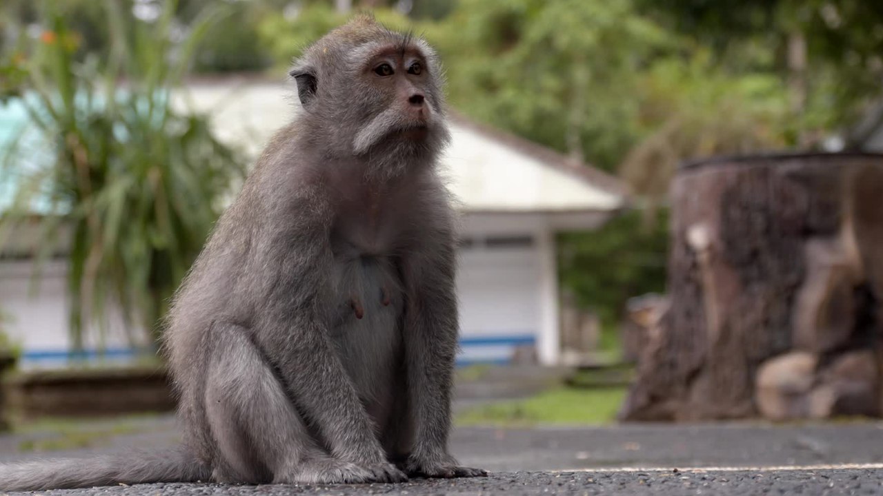 Les macaques crabiers de Bali utiliseraient des pierres comme sextoy