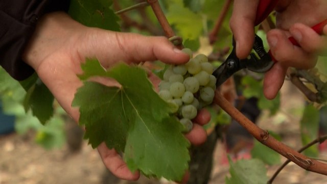 Dans le Bordelais, des vendanges «extrêmement précoces» à cause des fortes chaleurs