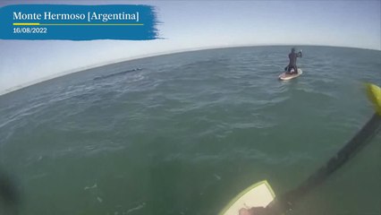 Dos bañistas, sorprendidos por BALLENAS en Argentina | EL PAÍS
