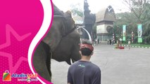Hari Kemerdekaan RI, Satwa di Kebun Binatang Safari Bali Ikut Upacara Bendera