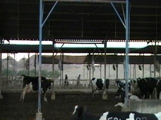 Purim Spiel Yahel 2008