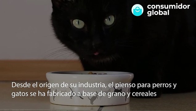 Los veterinarios avisan: cuidado con el pienso vegano para mascotas hecho sólo a base de cereales