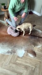 'Frenchie having a hard time keeping her excitement in check while meeting her new pal '