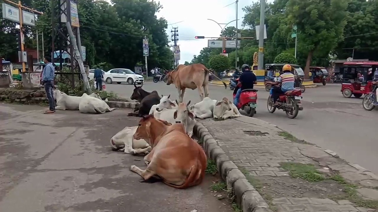 अलवर में सडक पर लावारिस गाय का कब्ज़ा,टक्कर से बुजुर्ग की मौत,देखे वीडियो