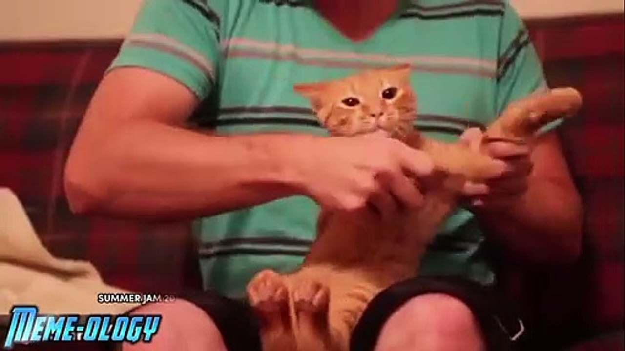 Cat plays musical instruments.  