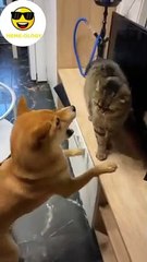 Cat and dog fighting. 