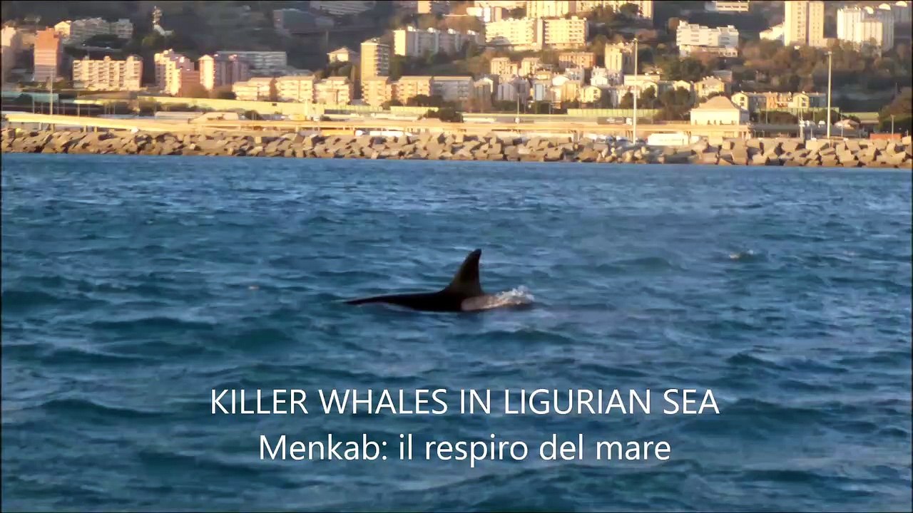 Orche nuotano nel mar Ligure