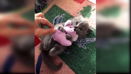 Cat Reaction to Playing Toy