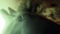 Confira imagens inéditas de golfinhos caçando no fundo do mar