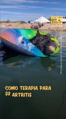 Este caballo recibe tratamiento de hidroterapia para su artritis