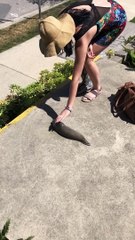 Stumbling Upon a Huge Slug in Vancouver