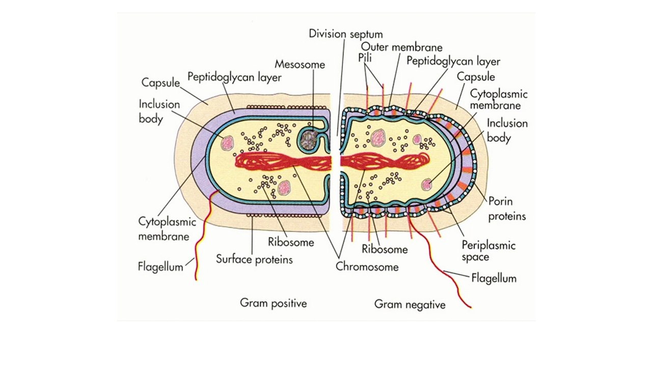 Bactérias resistentes a antibióticos podem esta...
